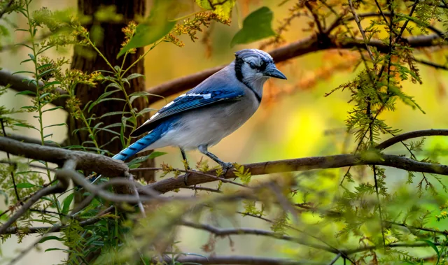 A blue jay rests among green branches against warm golden leaves.