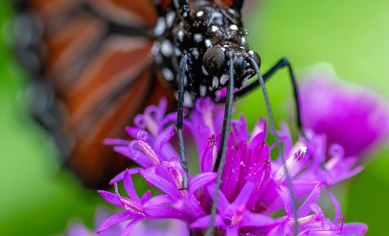 A black and white butterfly rests on vivid purple flowers.