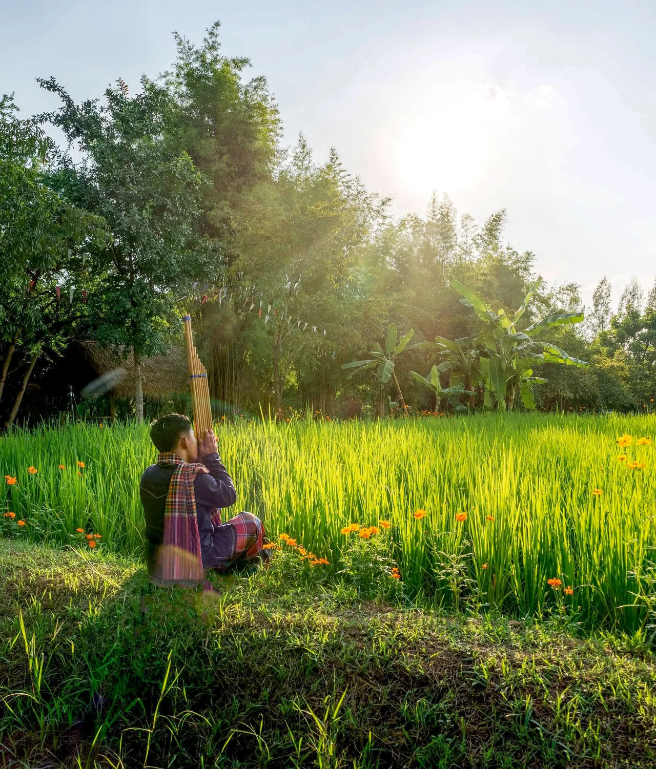 A woman sits among tall sunlit grass beside trees.